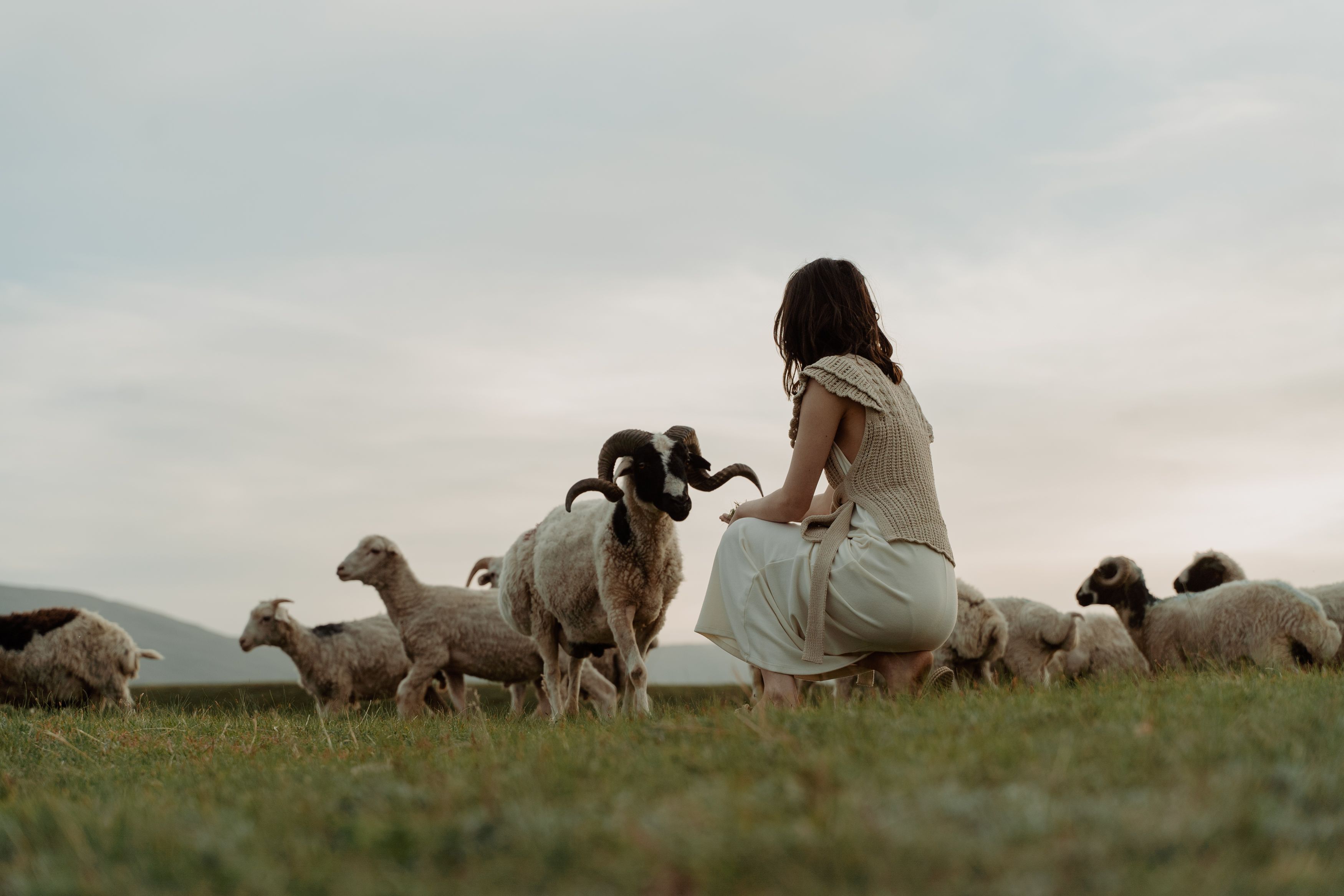 Cashmere goat on Mongolian pasture, with combed fiber mark