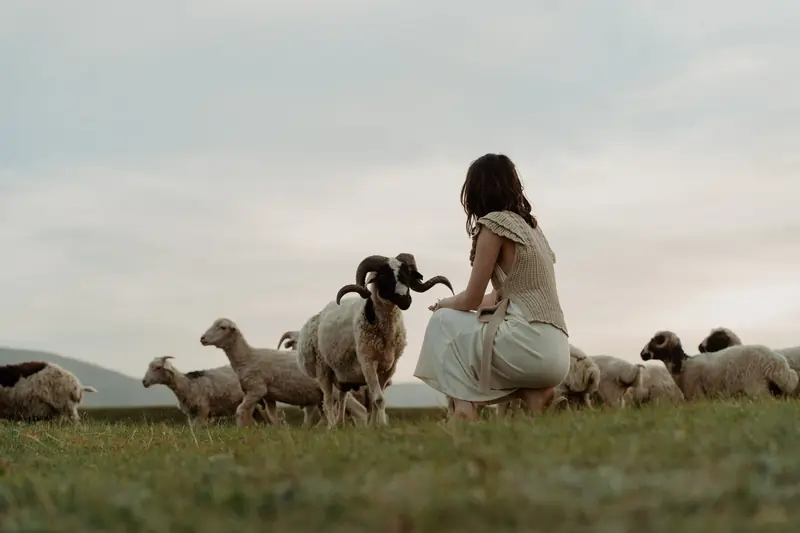 Cashmere goat on Mongolian pasture, with combed fiber mark