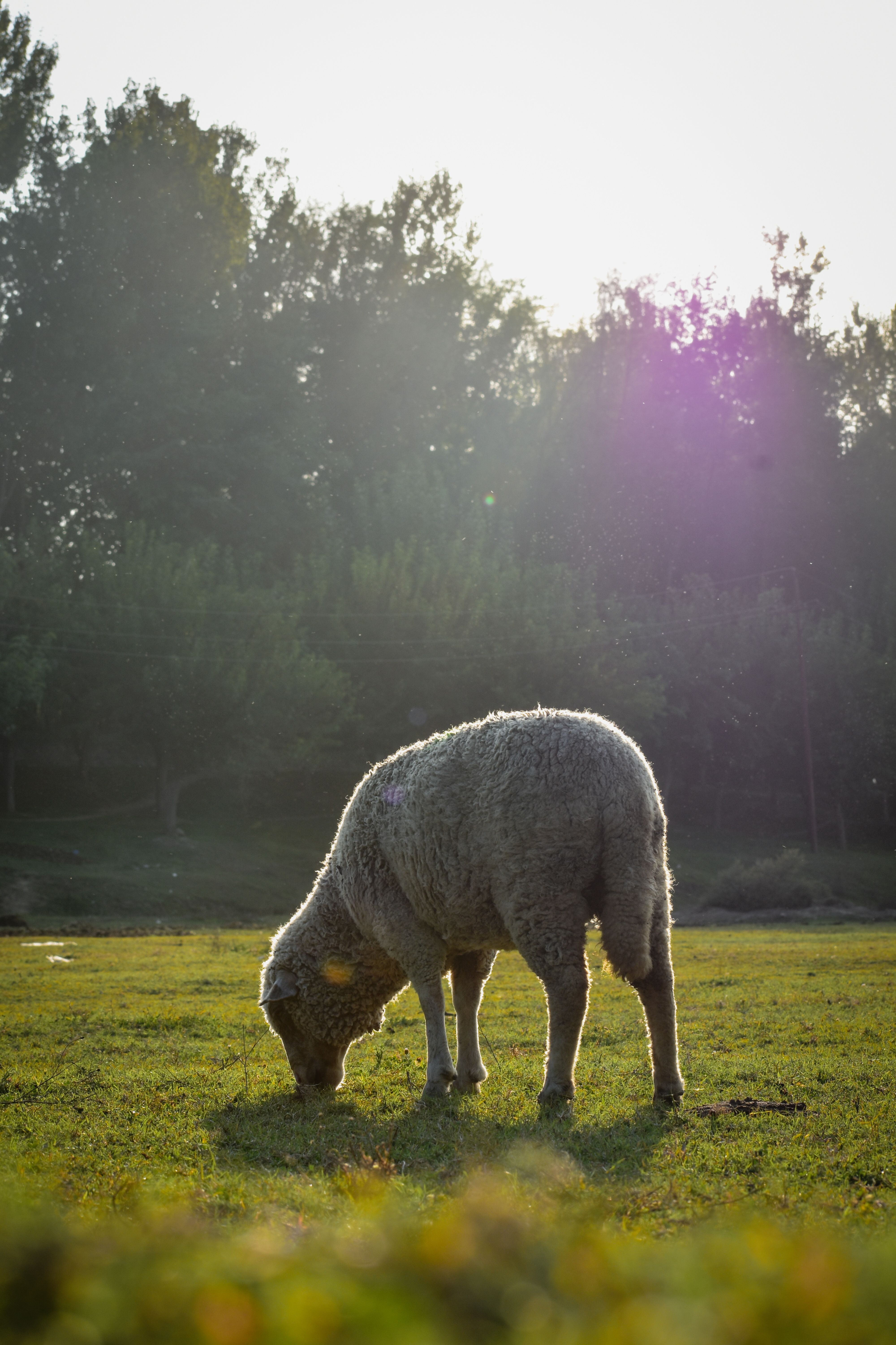 Albus goat grazing on Ordos pasture at sunrise — Inner Mongolia