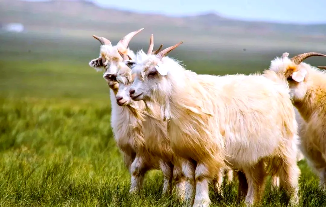 Albus goat grazing on Ordos pasture at sunrise — Inner Mongolia